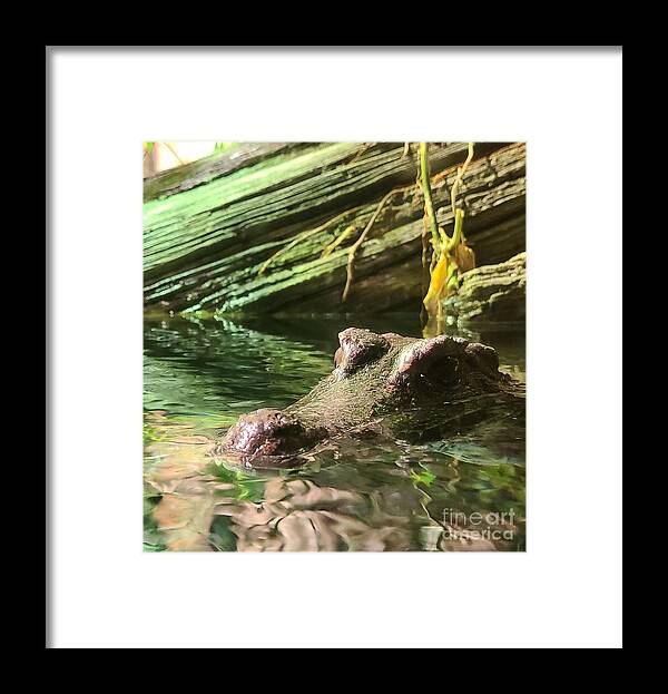 Alligator Framed Print featuring the photograph Peekaboo Caiman by Elena Pratt