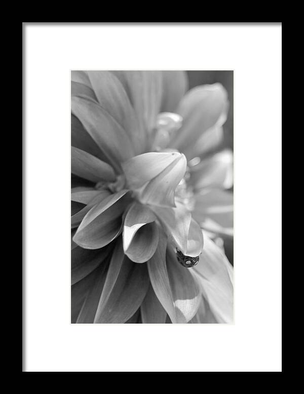 Flower Framed Print featuring the photograph Peeking Lady Bug 2 by Amy Fose