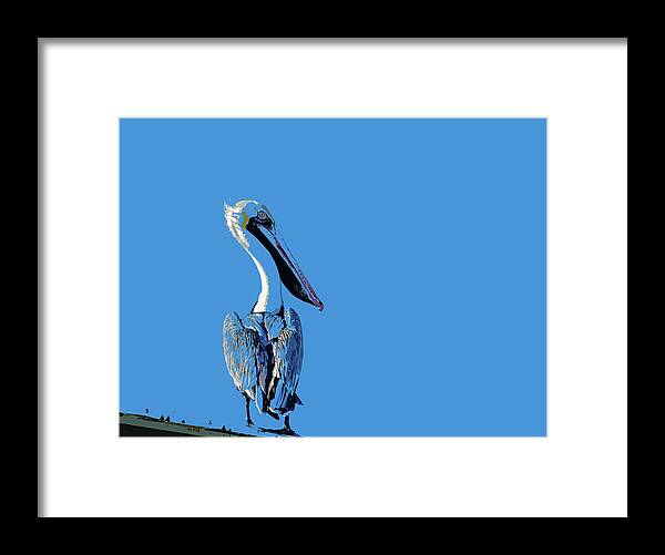 Pelican Framed Print featuring the mixed media Pelecanidae by Debra Kewley