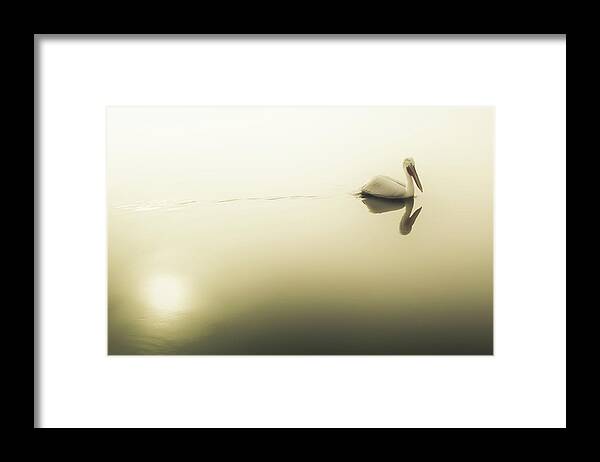 Lake Framed Print featuring the photograph Pelican at Lake Kerkini by Ioannis Konstas