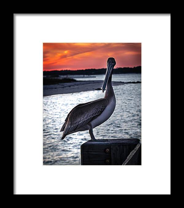 Pelican Framed Print featuring the photograph Pelican at Sunset by Kevin Senter