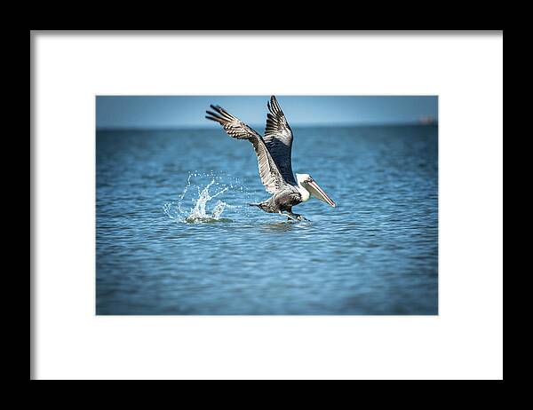 Pelican Framed Print featuring the photograph Pelican coming for Landing by George Kenhan