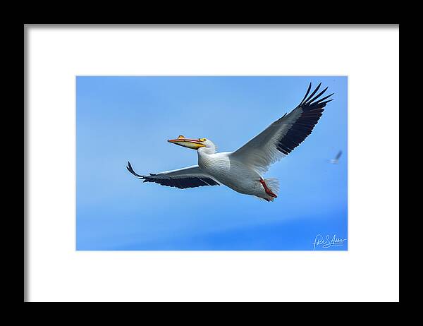 Great American Pelican Framed Print featuring the photograph Pelican Glide by Phil S Addis