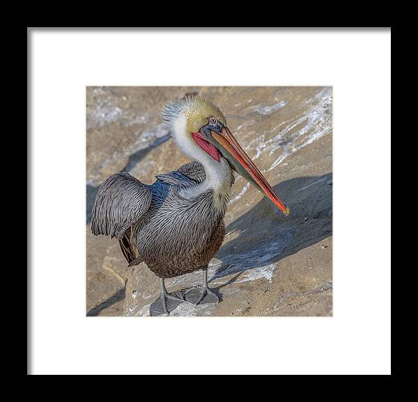 Pelican Framed Print featuring the photograph Pelican in Color by Jerry Cahill