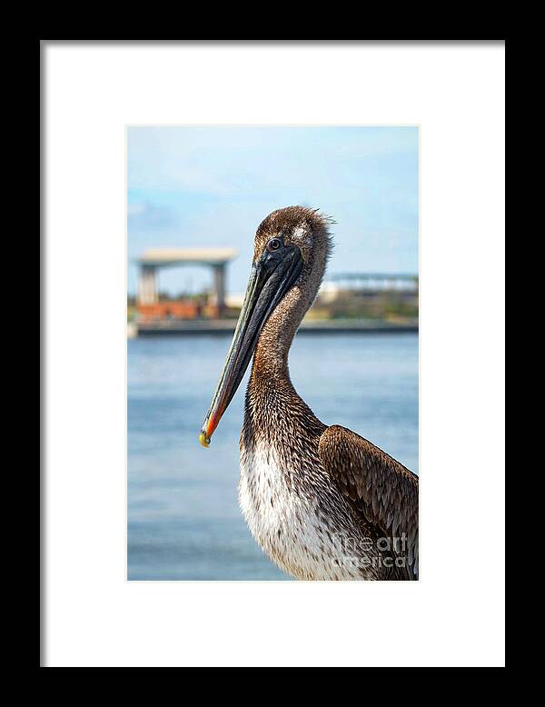 Pelican Framed Print featuring the photograph Pelican in Downtown Pensacola, Florida by Beachtown Views