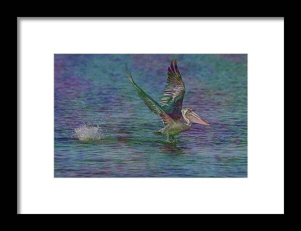 Pelicans Framed Print featuring the photograph Pelican in Flight 8 by Mingming Jiang