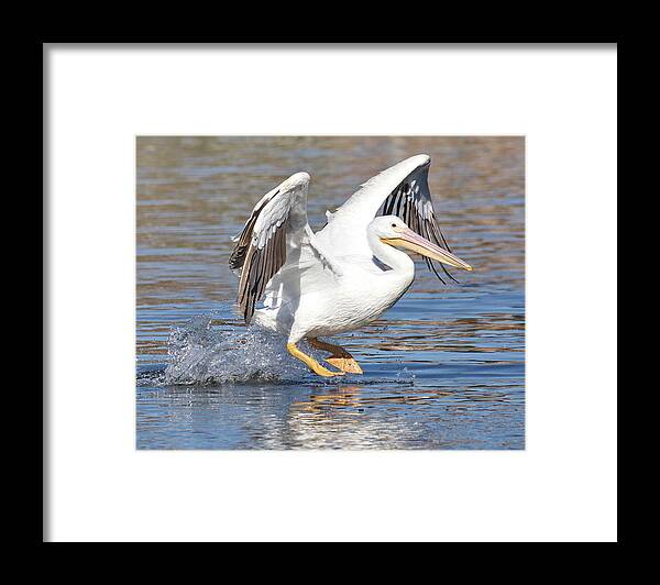 Pelican Wings Grey White Water Ocean Pacific Wake Orange Legs Bill Black Eyes Framed Print featuring the digital art Pelican Landing by Kathleen Boyles
