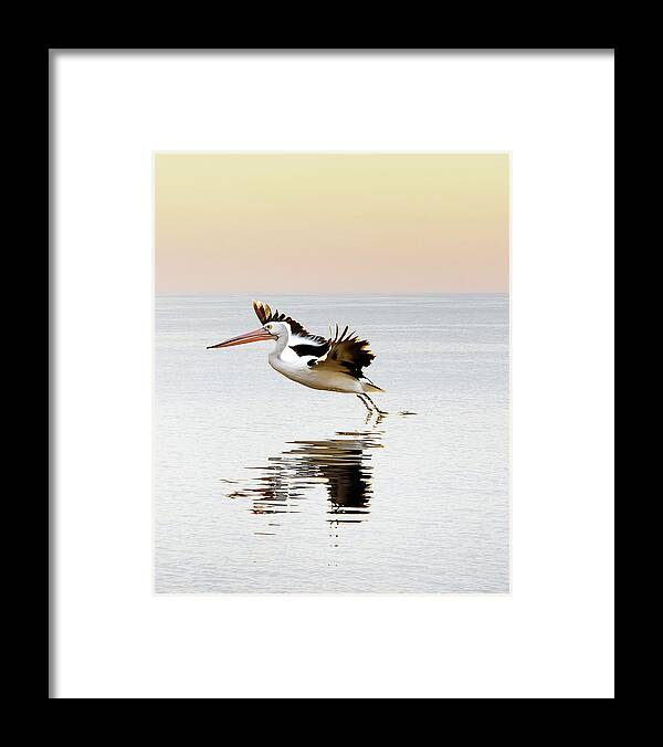 Three Pelicans Framed Print featuring the photograph Pelican Landing Triptych_2 by Az Jackson