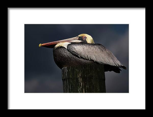 Birds Framed Print featuring the photograph Pelican on a Pole by Larry Marshall