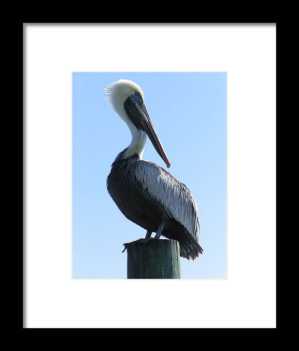  Framed Print featuring the photograph Pelican Roost by Heather E Harman