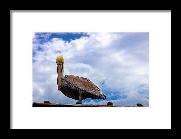 Pelican Framed Print featuring the photograph Pelican Stare Down by Blair Damson