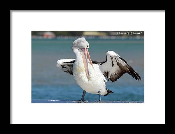 Pelicans Framed Print featuring the digital art Pelican Tuncurry 590. by Kevin Chippindall