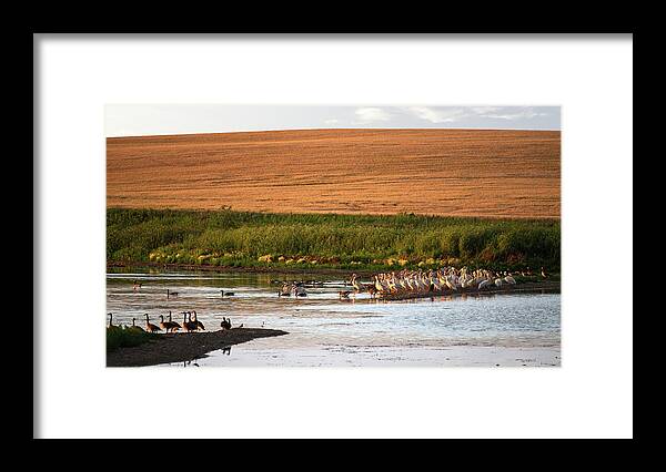 Pelicans Framed Print featuring the photograph Pelicans and Geese on a ND Prairie pond by Peter Herman