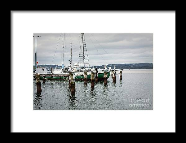 Pelicans Framed Print featuring the photograph Pelicans at Emu Point, Albany, Western Australia by Elaine Teague