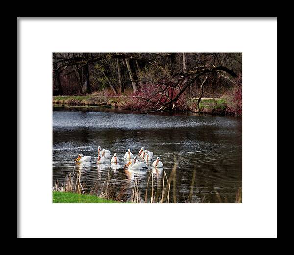 Pelicans Framed Print featuring the photograph Pelicans at Viking Park #1 of 7 - Stoughton Wisconsin by Peter Herman