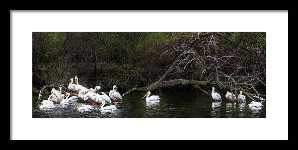 Pelicans Framed Print featuring the photograph Pelicans at Viking Park #4 of 7 - Stoughton Wisconsin by Peter Herman