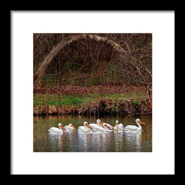 Pelicans Framed Print featuring the photograph Pelicans at Viking Park #5 of 7 - Stoughton Wisconsin by Peter Herman