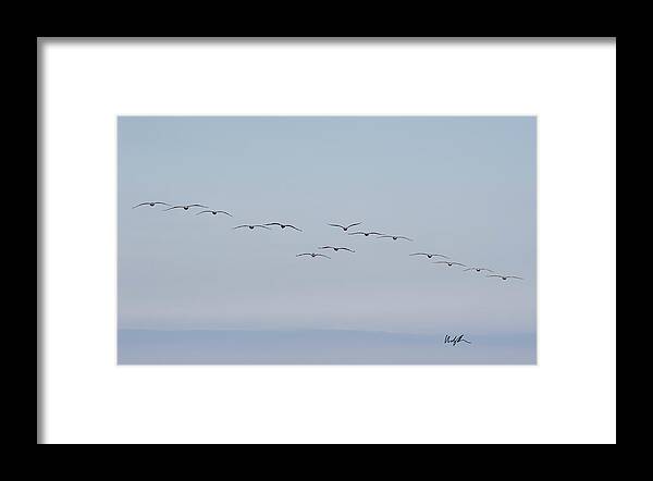Pelicans Framed Print featuring the photograph Pelicans in formation by Windy Osborn