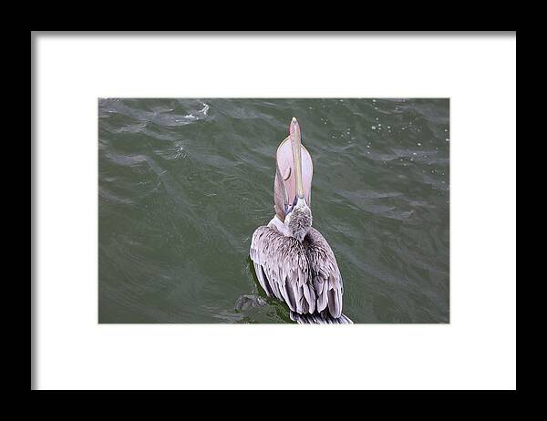 Pelicans Framed Print featuring the photograph Pelican's Large Throat Pouch by Mingming Jiang
