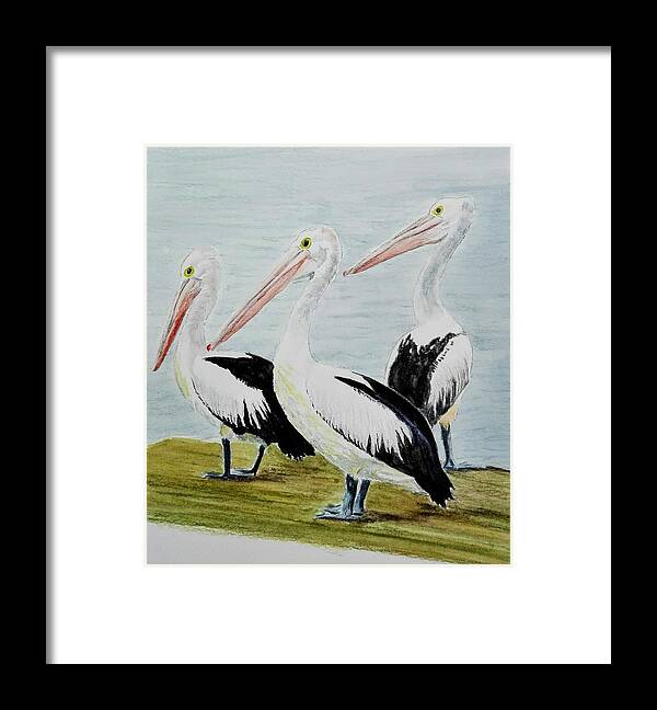 Birds Framed Print featuring the painting Pelicans by Sandie Croft