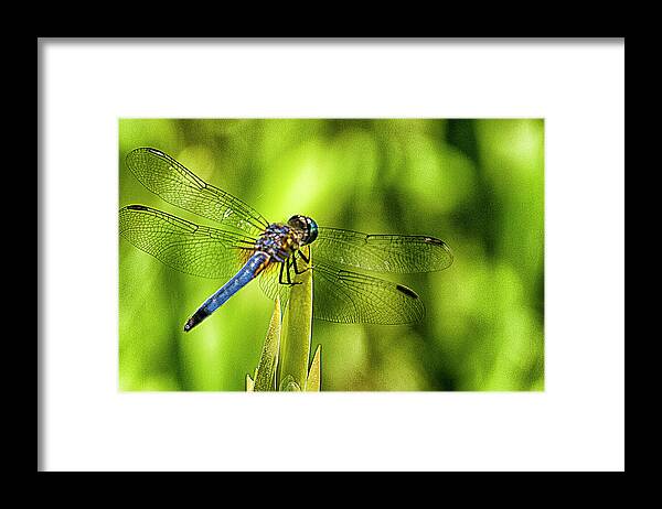 Dragonfly Framed Print featuring the photograph Pensive Dragon by Bill Barber