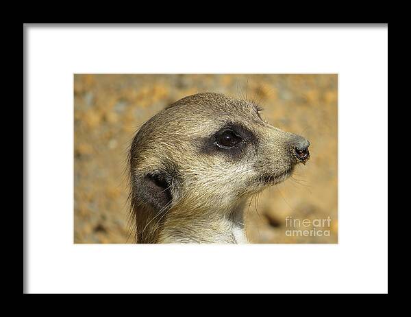 Meerkat Framed Print featuring the photograph Pensive Meerkat Closeup by World Reflections By Sharon