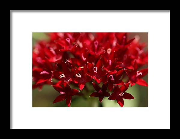Penta Flower Framed Print featuring the photograph Red Penta Flowers by Mingming Jiang