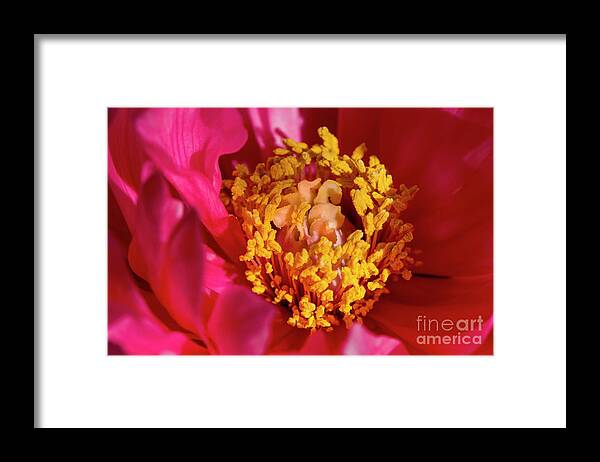 Peony Framed Print featuring the photograph Peony, 2 by Glenn Franco Simmons