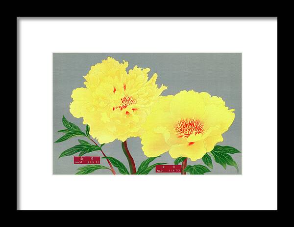 1939 Framed Print featuring the painting Peony blossom, yellow flower, vintage print from The Picture Boo by Tony Rubino