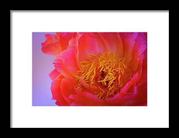 Peony Framed Print featuring the photograph Peony Blossoms in Spring 4 by Lindsay Thomson