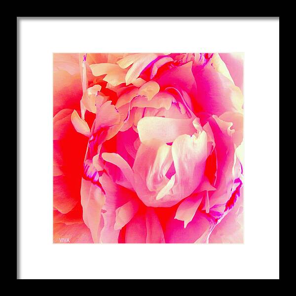 Peony Framed Print featuring the photograph Peony In Rapture - Unframed by VIVA Anderson