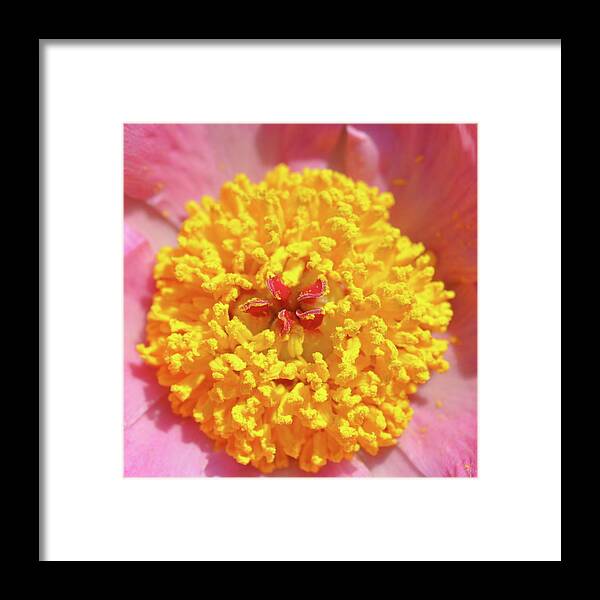 Flowers Framed Print featuring the photograph Peony Pop by Sue Morris