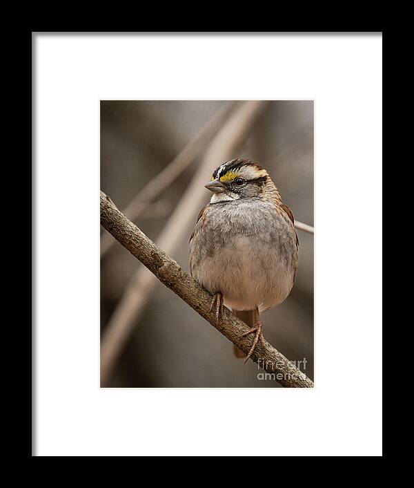 Sparrow Framed Print featuring the photograph Perched III by Alyssa Tumale