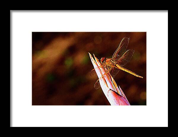 Dragonfly Framed Print featuring the photograph Perching Dragon by Bill Barber