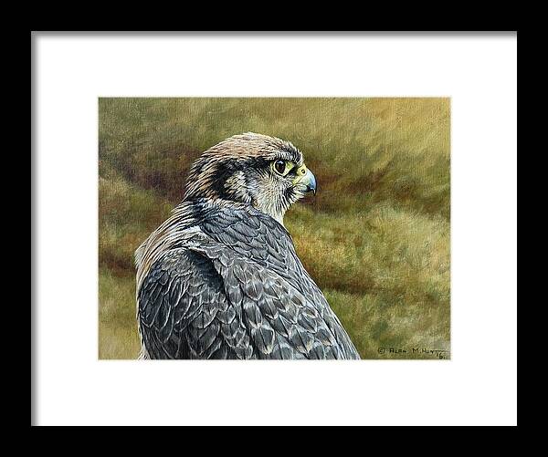 Peregrine Framed Print featuring the painting Peregrine Falcon Study by Alan M Hunt