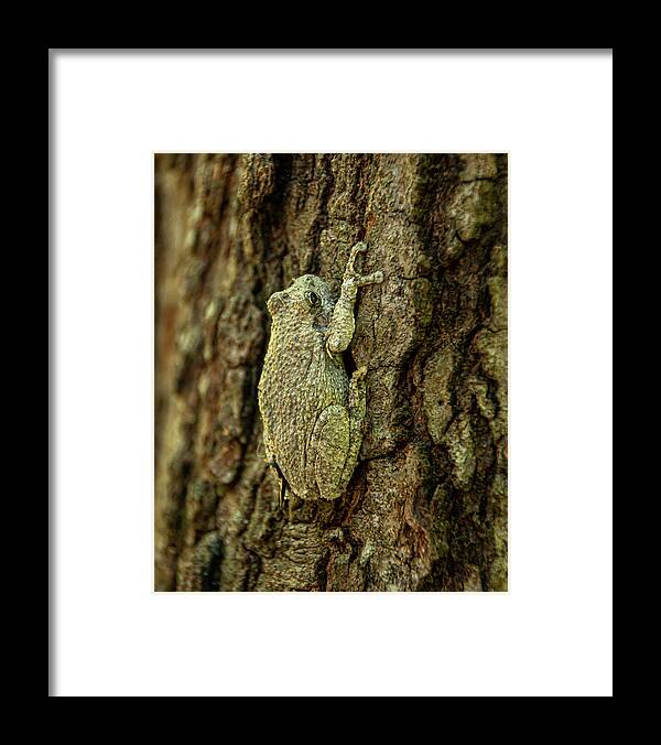 America Framed Print featuring the photograph Perfect Camouflage Gray Treefrog by Kristia Adams