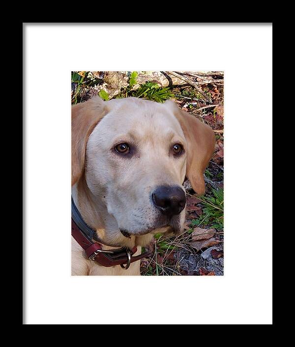 Yellow Labs Framed Print featuring the photograph Perfect Profile by Kim Galluzzo