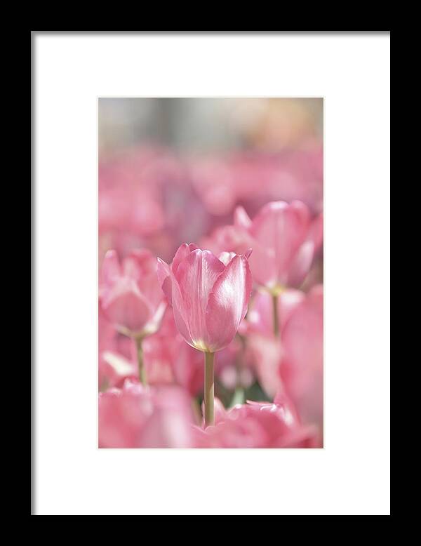Nature Framed Print featuring the photograph Perfectly Pink by Lens Art Photography By Larry Trager