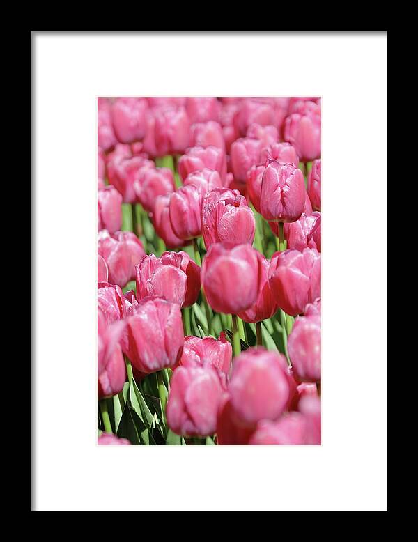 Nature Framed Print featuring the photograph Perplexing Pink by Lens Art Photography By Larry Trager