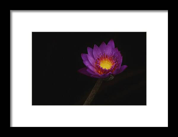 Fine Art Framed Print featuring the photograph Personal Growth by Kim Sowa