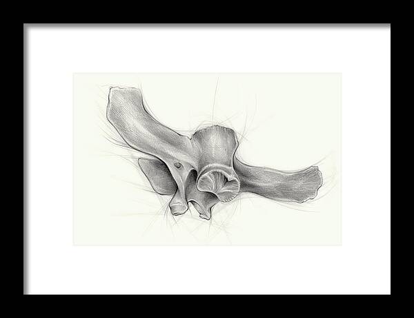 Pencil Framed Print featuring the drawing Perspectives I, pencil on paper by Adriana Mueller