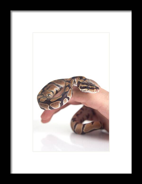 Pets Framed Print featuring the photograph Pet Snake by Ianmcdonnell