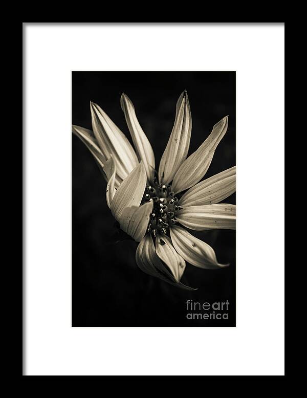 Flower Framed Print featuring the photograph Petal winds by Jorgo Photography