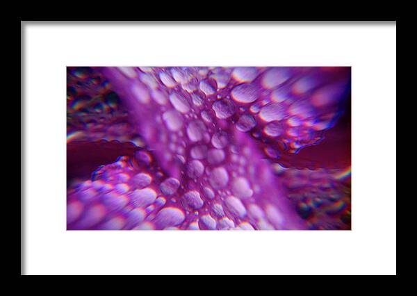 Flower Framed Print featuring the photograph Petals And Raindrops Abstract by Jeff Townsend