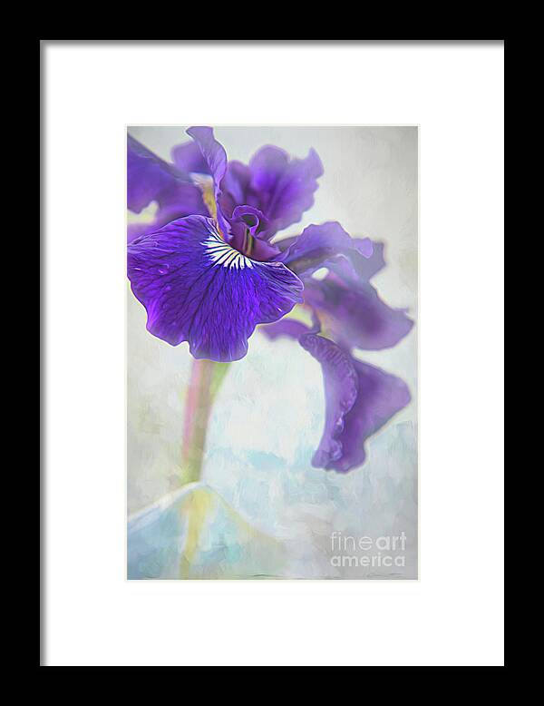Dutch Framed Print featuring the photograph Petite Iris Abstract by Amy Dundon