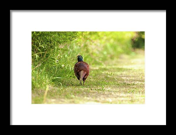 Norfolk Framed Print featuring the photograph Pheasant walking away along a hedge by Simon Bratt