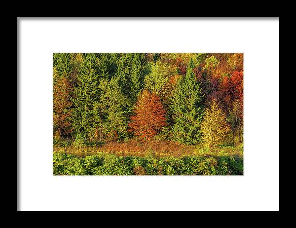 Autumn Framed Print featuring the photograph Philip's Autumn Trees by Don Nieman