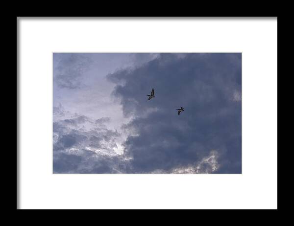 Pelican Framed Print featuring the photograph Photo 81 Pelicans by Lucie Dumas