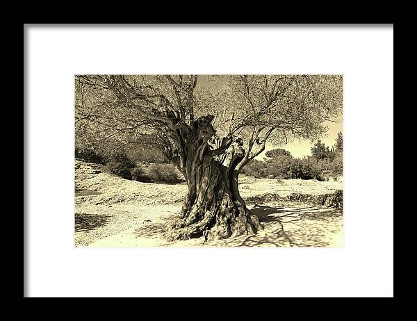 Tree Framed Print featuring the photograph Photo 92 1000 year old Olive Tree by Lucie Dumas