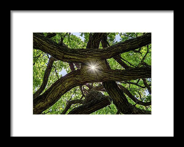Oak Framed Print featuring the photograph Photon Entanglement - sunlight beaming through peephole of tangled oak limbs by Peter Herman